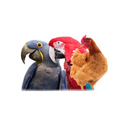 Avian/Poultry